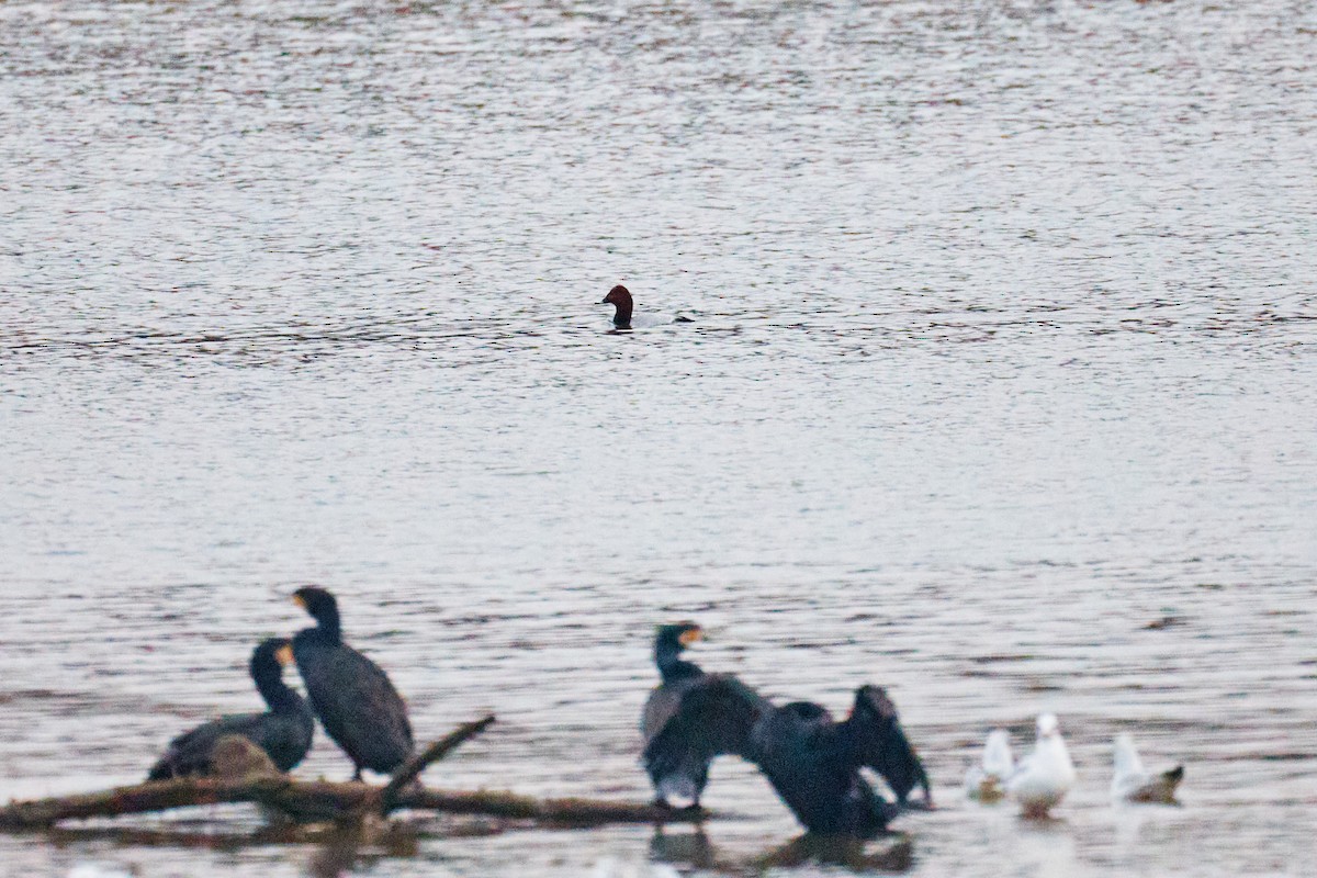 Elmabaş Patka - ML646782174