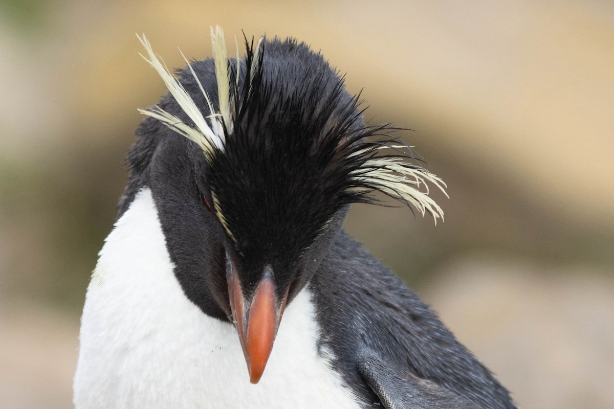 Batılı Zıplar Penguen - ML646782175