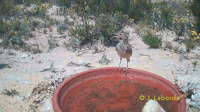 Thekla's Lark - ML646782176