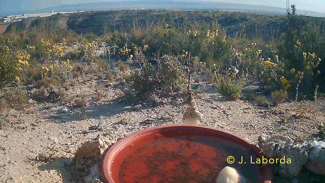 Thekla's Lark - ML646782178