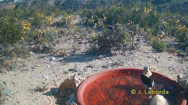 Western Black-eared Wheatear - ML646782179