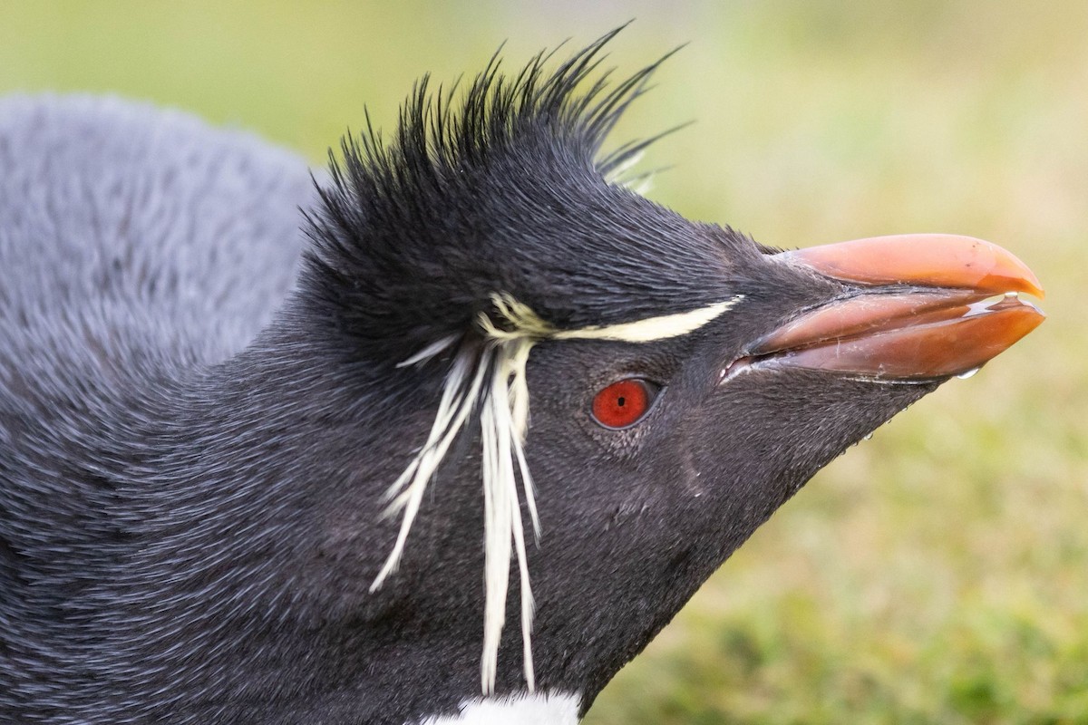 Batılı Zıplar Penguen - ML646782180