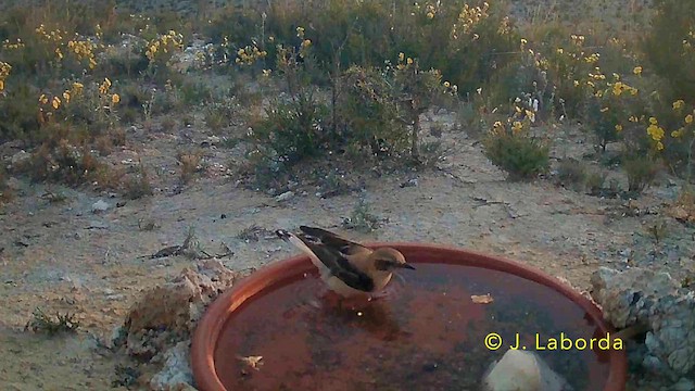 Western Black-eared Wheatear - ML646782183