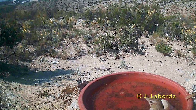 Thekla's Lark - ML646782184