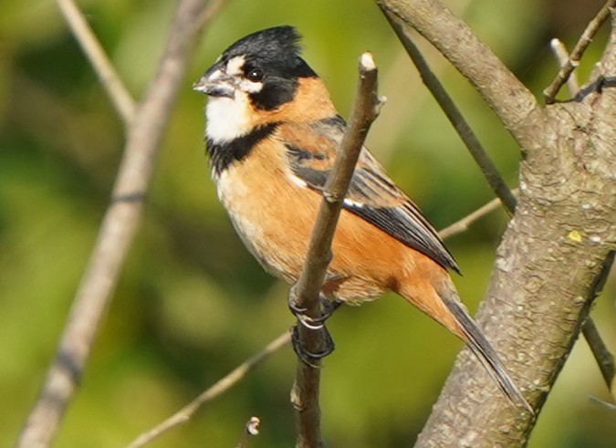 Halkalı Tohumcul - ML646782186