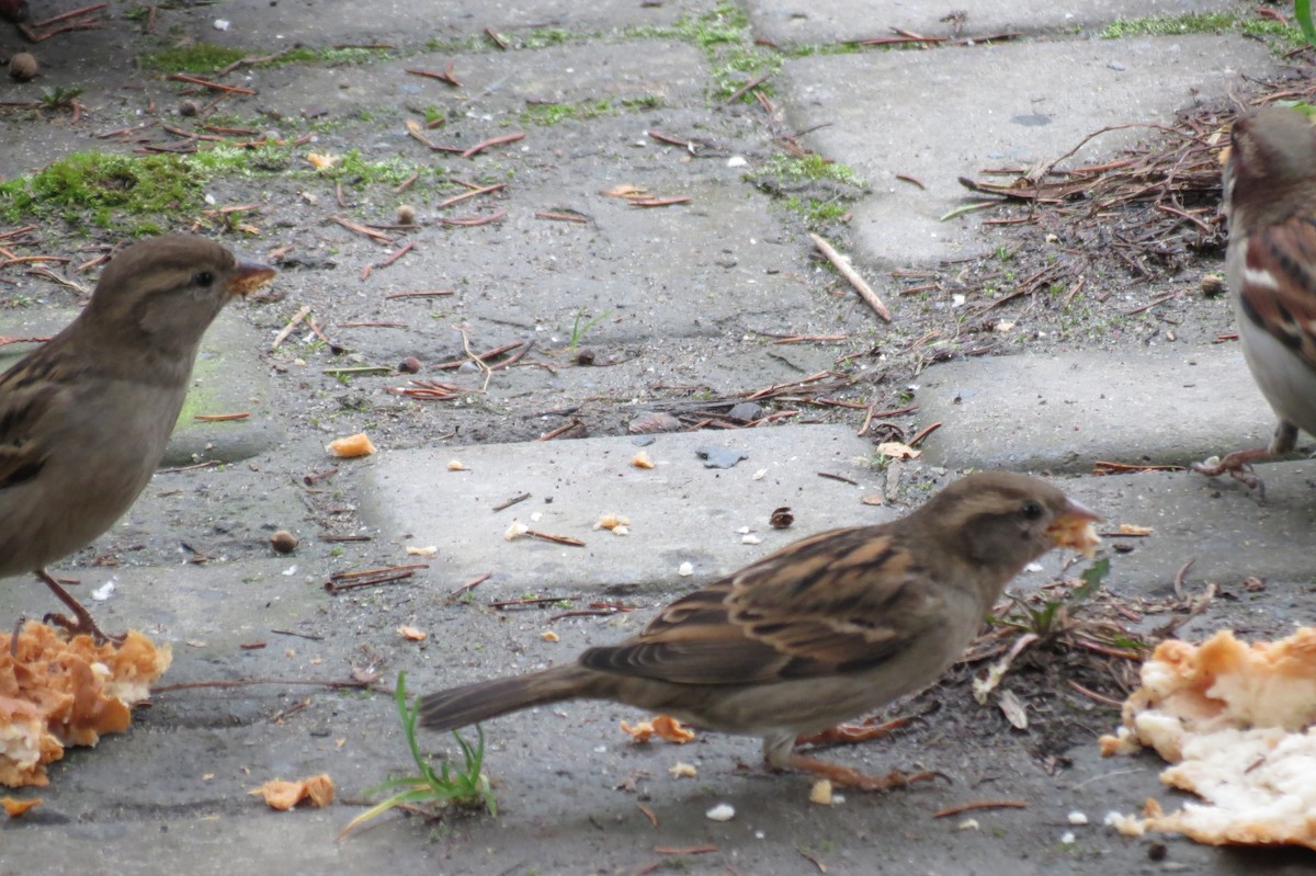 Serçe - ML646782187