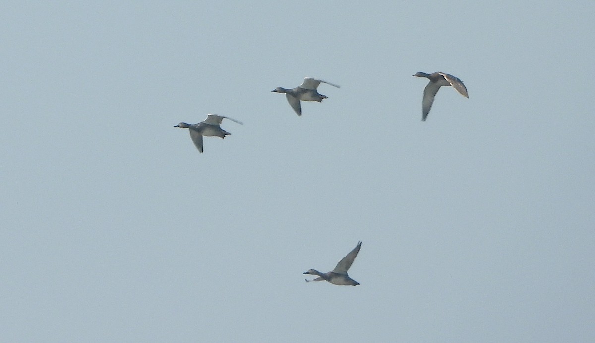 Boz Ördek - ML646782188