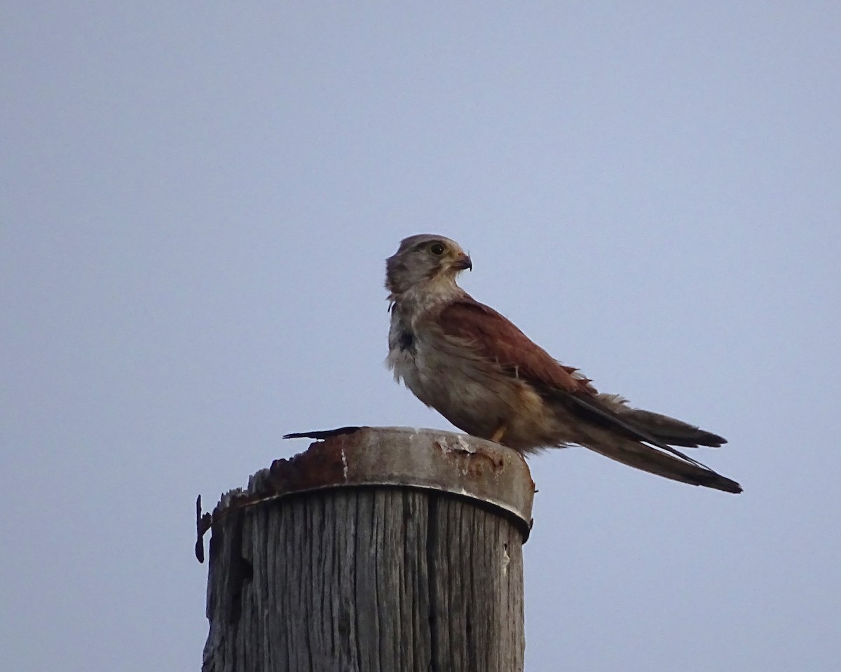 Nankin Kerkenezi - ML646782189