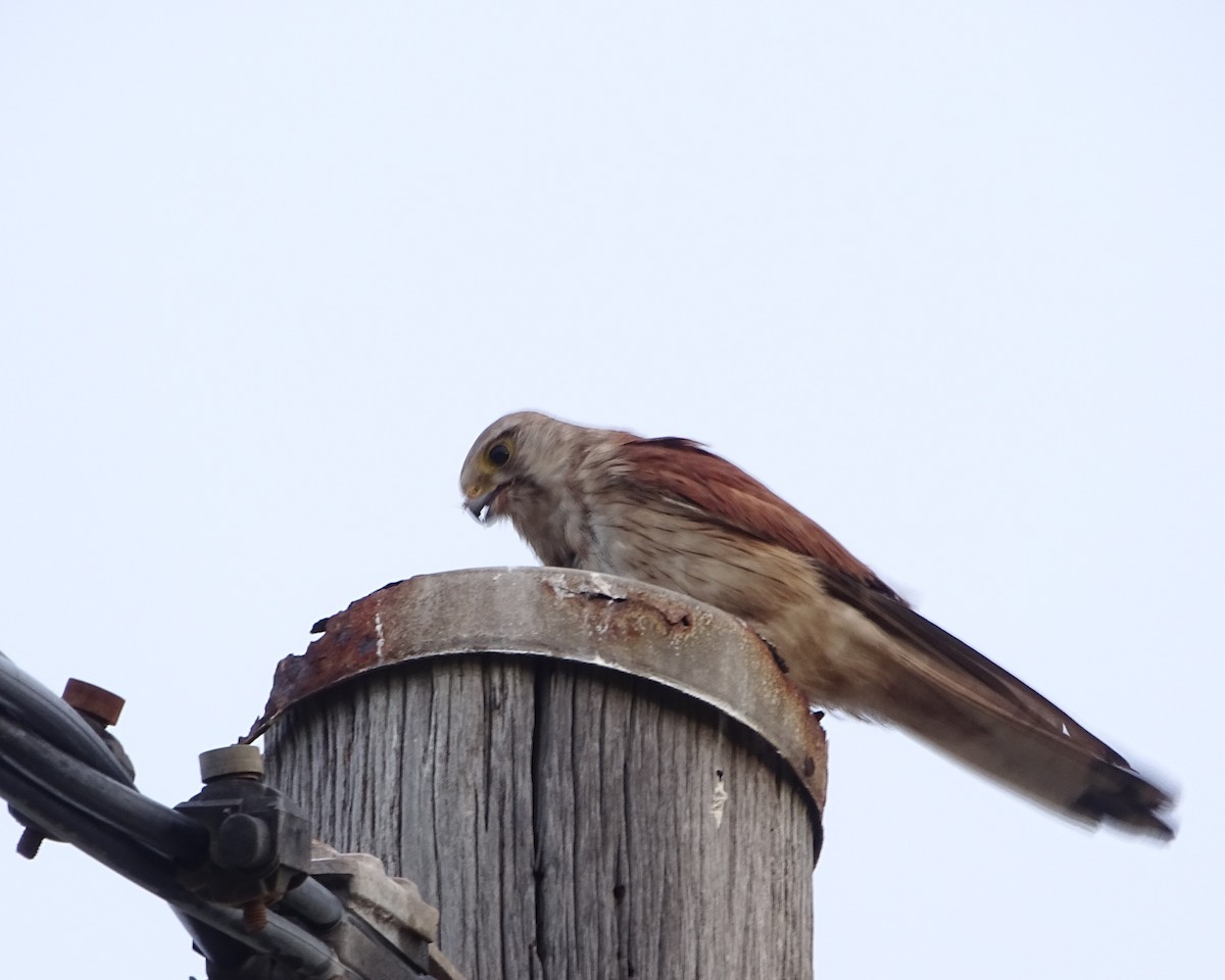 Nankin Kerkenezi - ML646782190