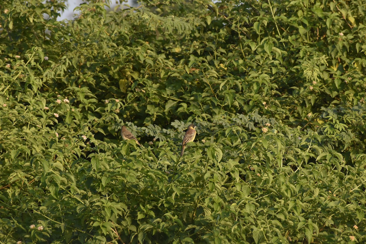 Bruant mélanocéphale - ML646782191