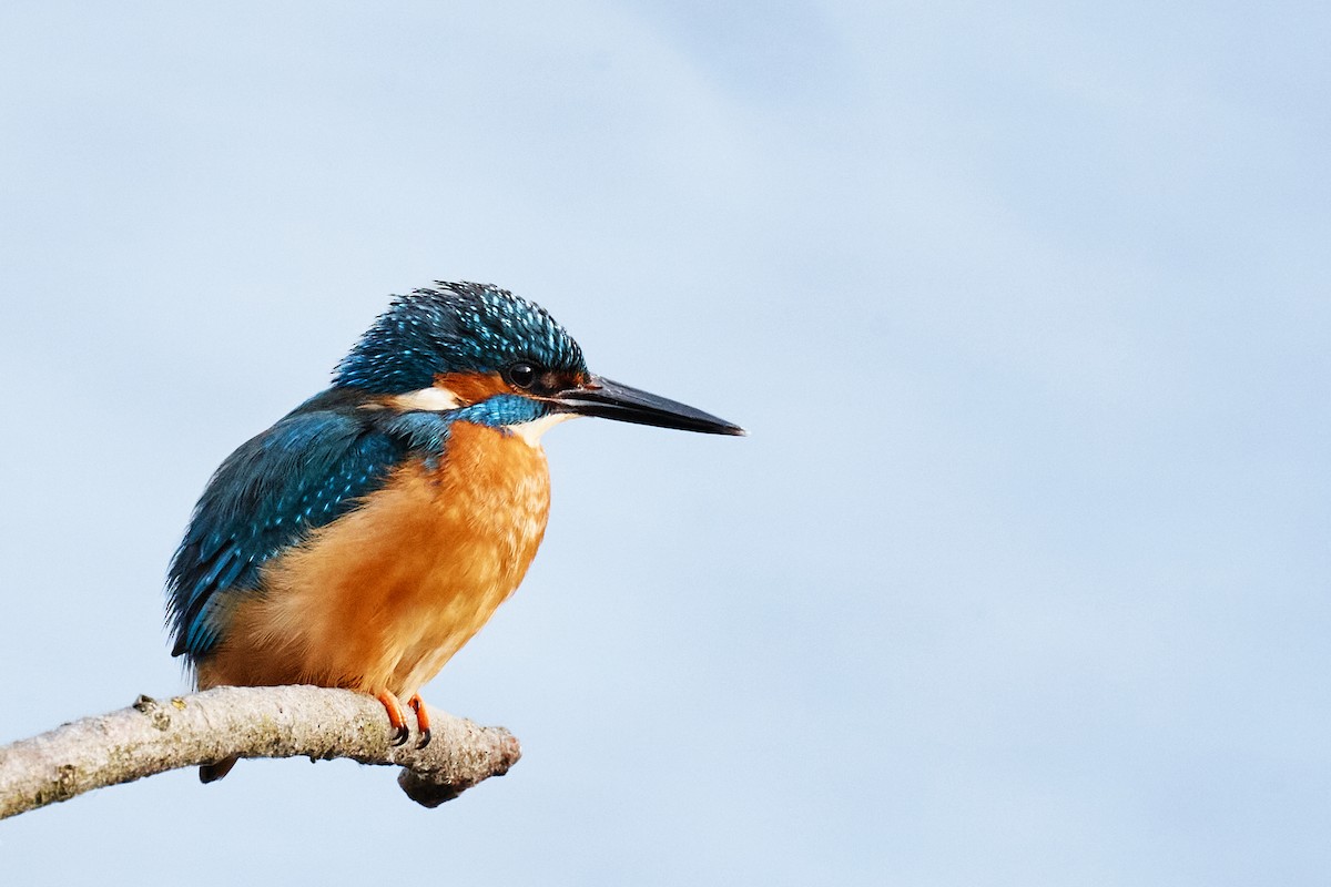 Yalıçapkını - ML646782193