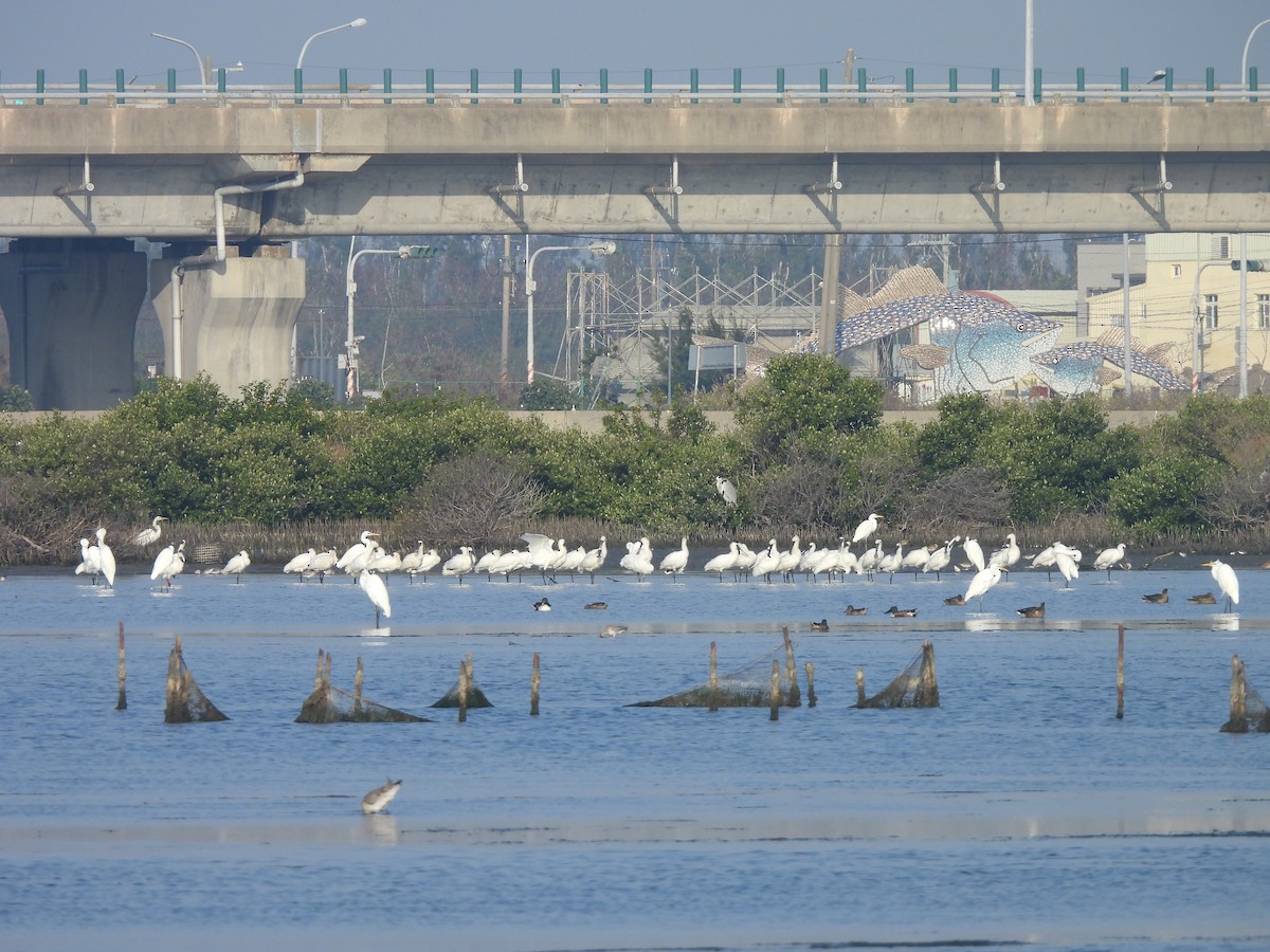 Küçük Kaşıkçı - ML646782194