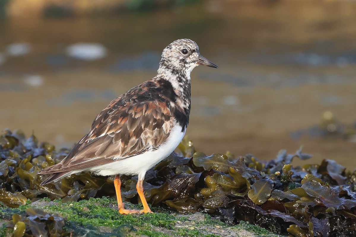 Taşçeviren - ML646782195