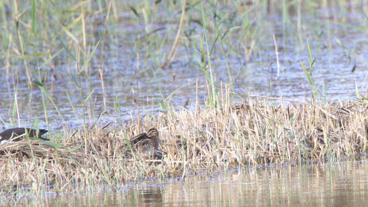 Suçulluğu - ML646782198