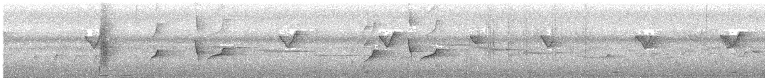 Ashy Drongo (Hainan/White-cheeked/White-lored) - ML646782199