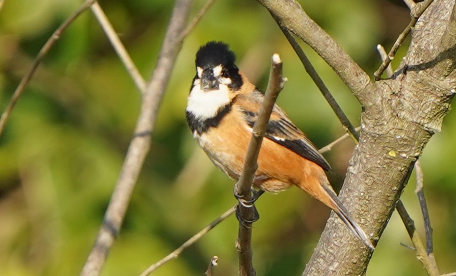 Halkalı Tohumcul - ML646782200