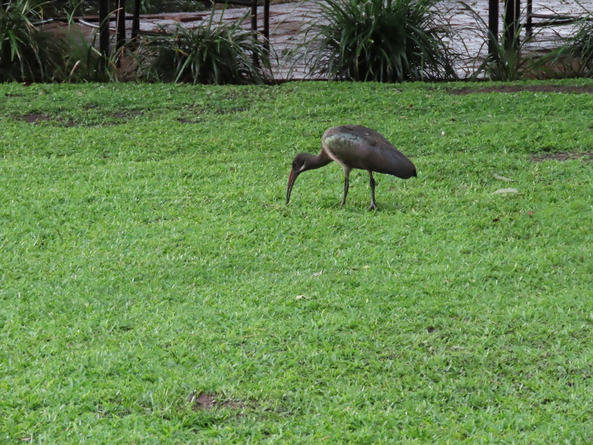 Hadada Aynağı - ML646782201