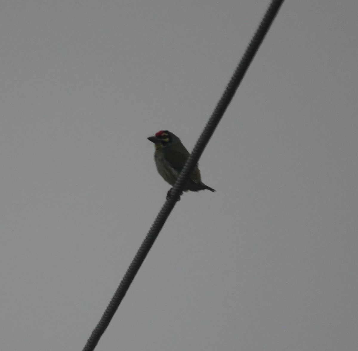 Al Göğüslü Barbet - ML646782202