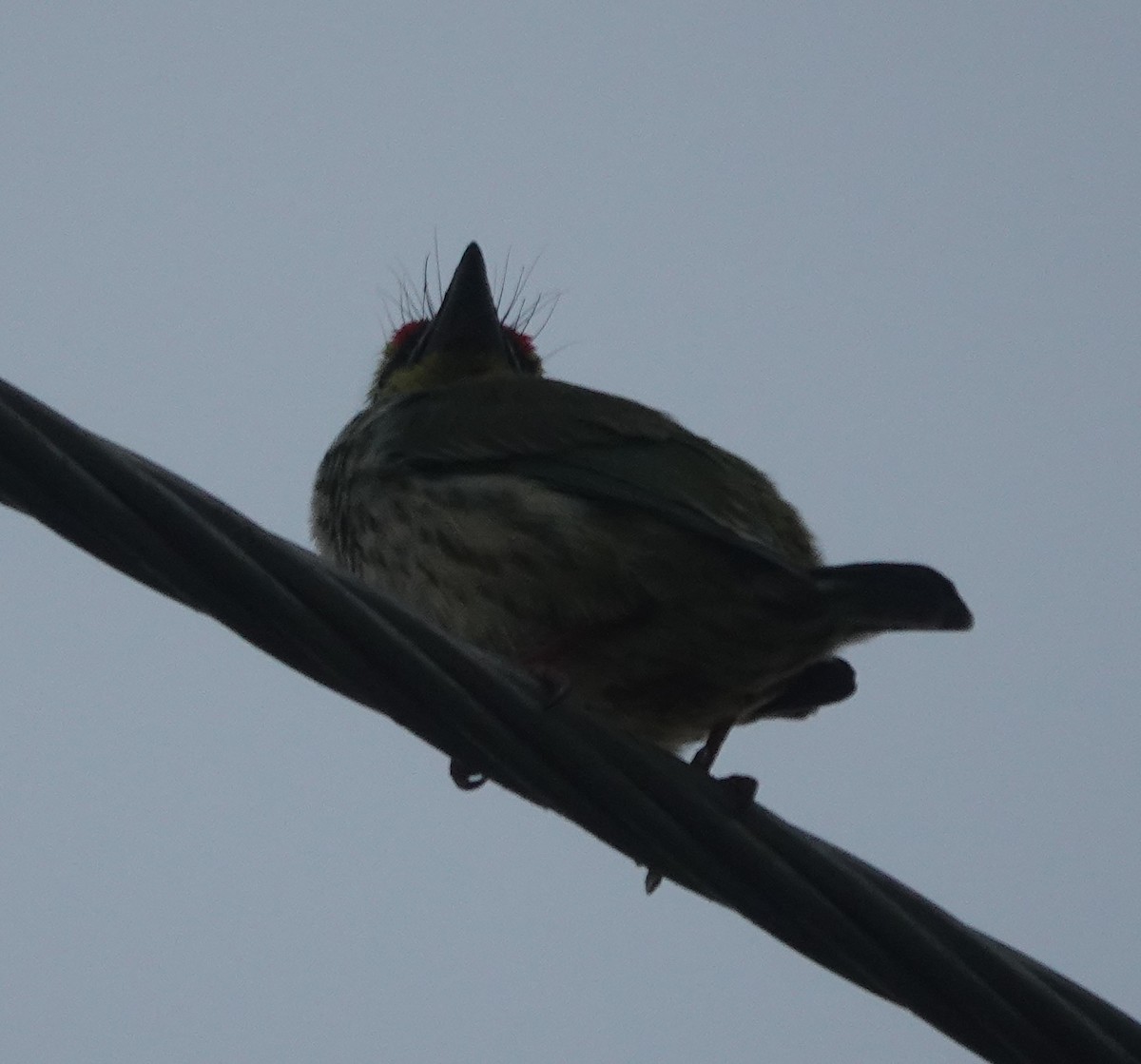 Al Göğüslü Barbet - ML646782203