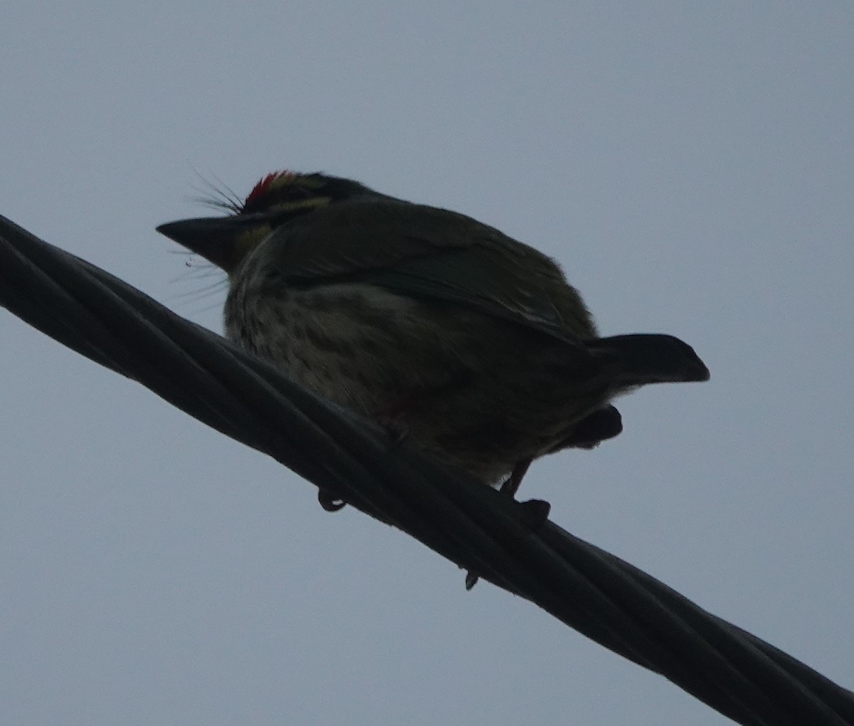 Al Göğüslü Barbet - ML646782204