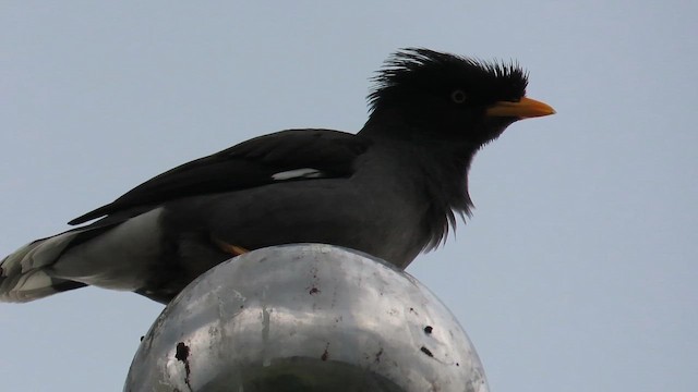 Javan Myna - ML646782205
