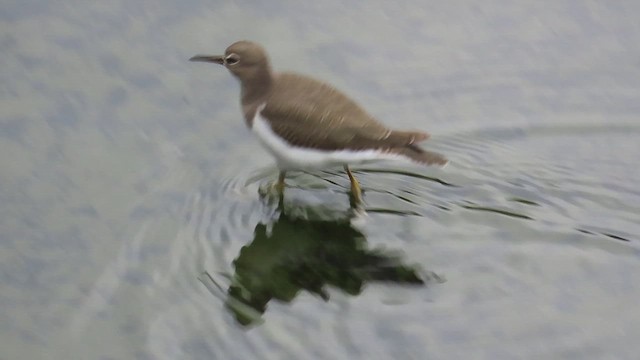 Kuliska txikia - ML646782211