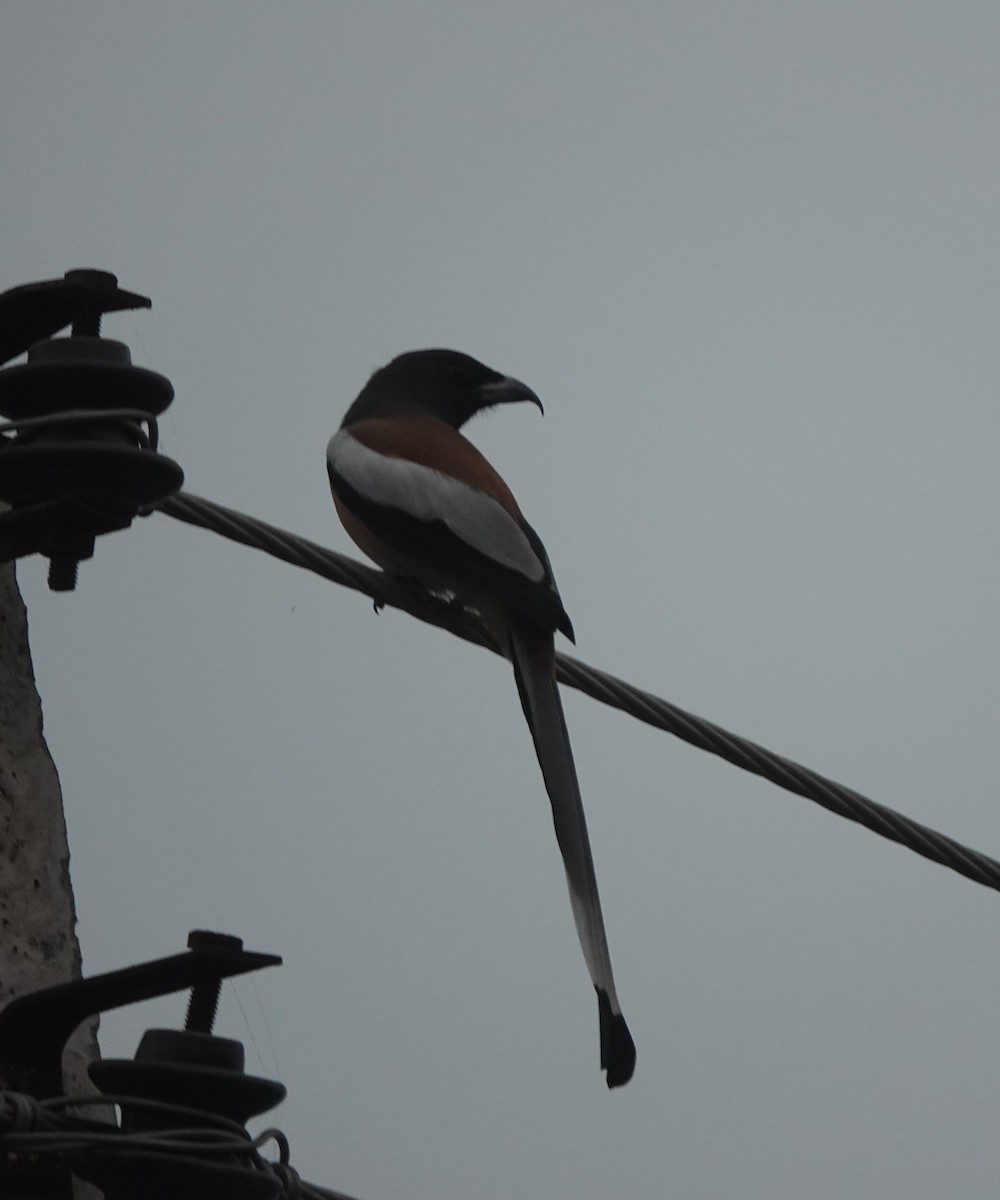 Kızıl Saksağan - ML646782212