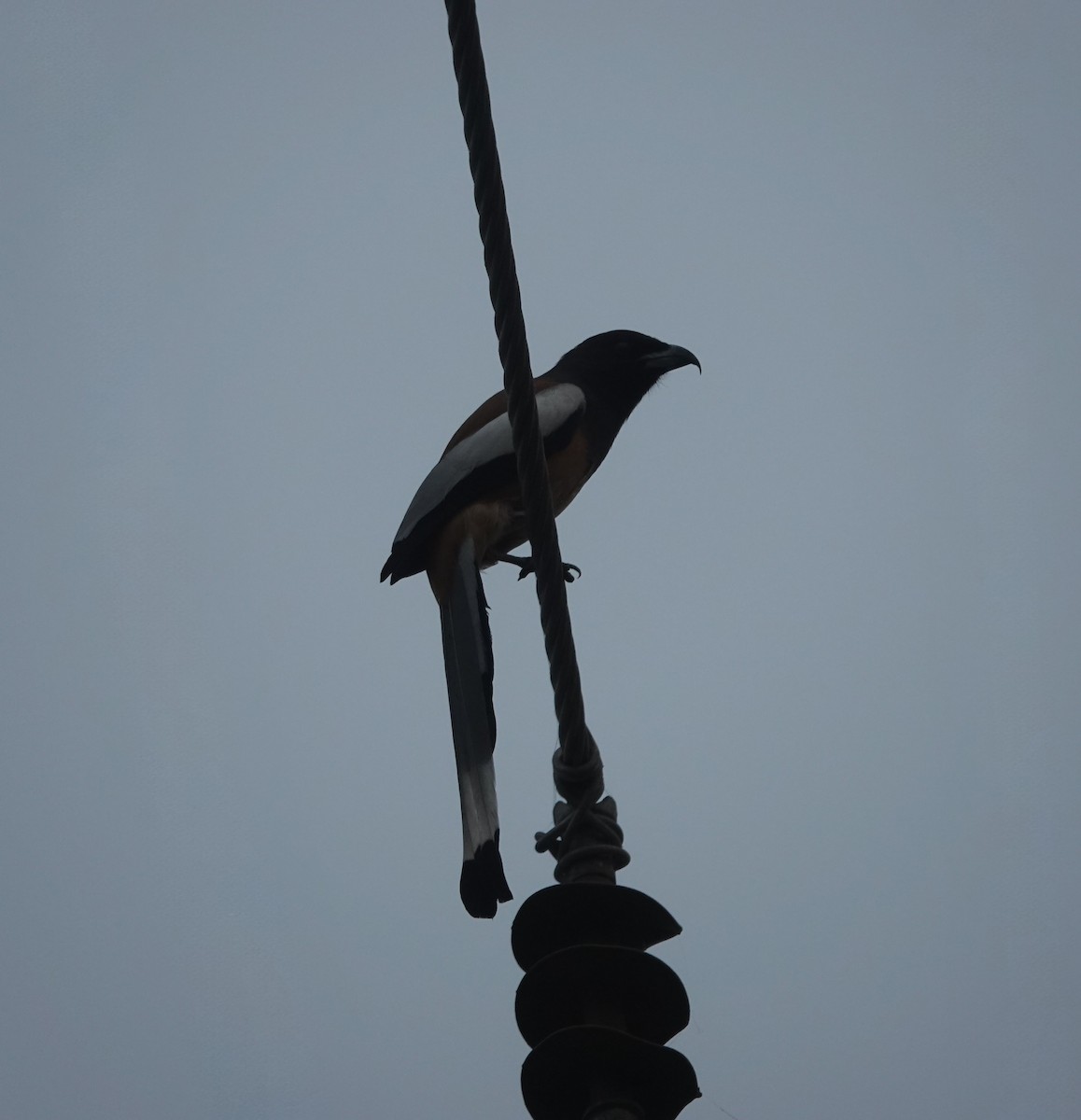 Kızıl Saksağan - ML646782213