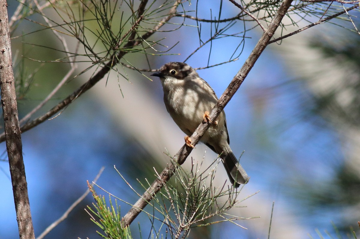 Kahverengi Başlı Balkuşu - ML646782214