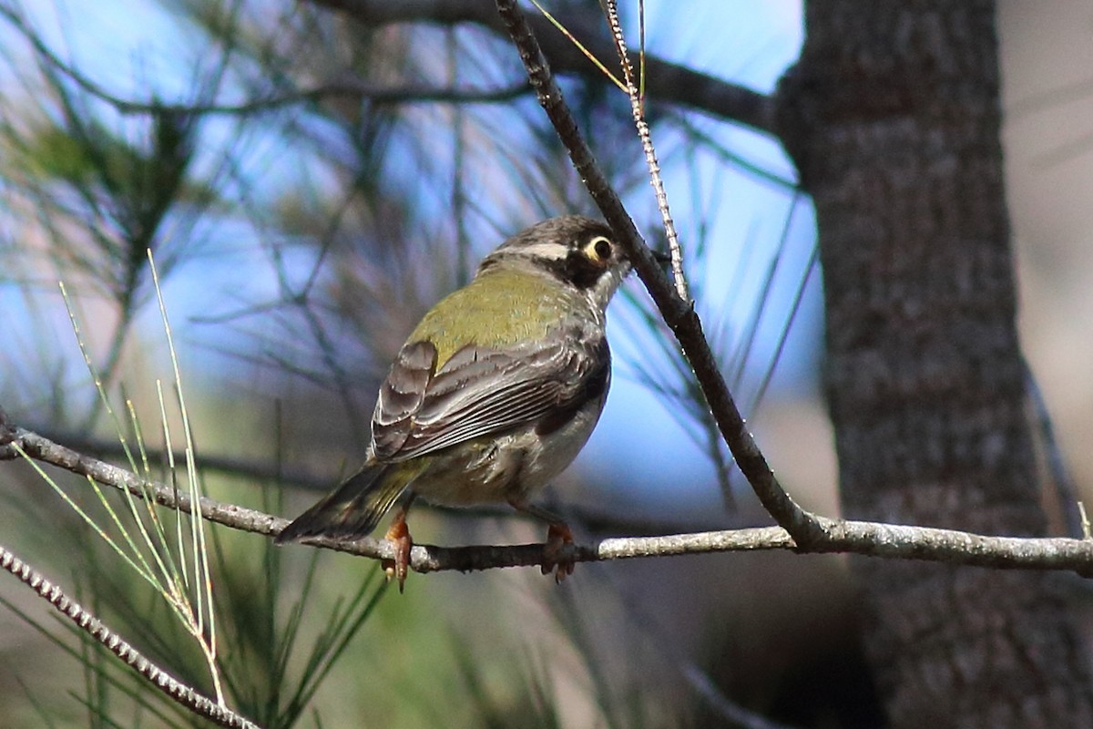 Kahverengi Başlı Balkuşu - ML646782215