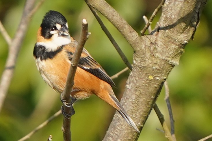 Halkalı Tohumcul - ML646782216