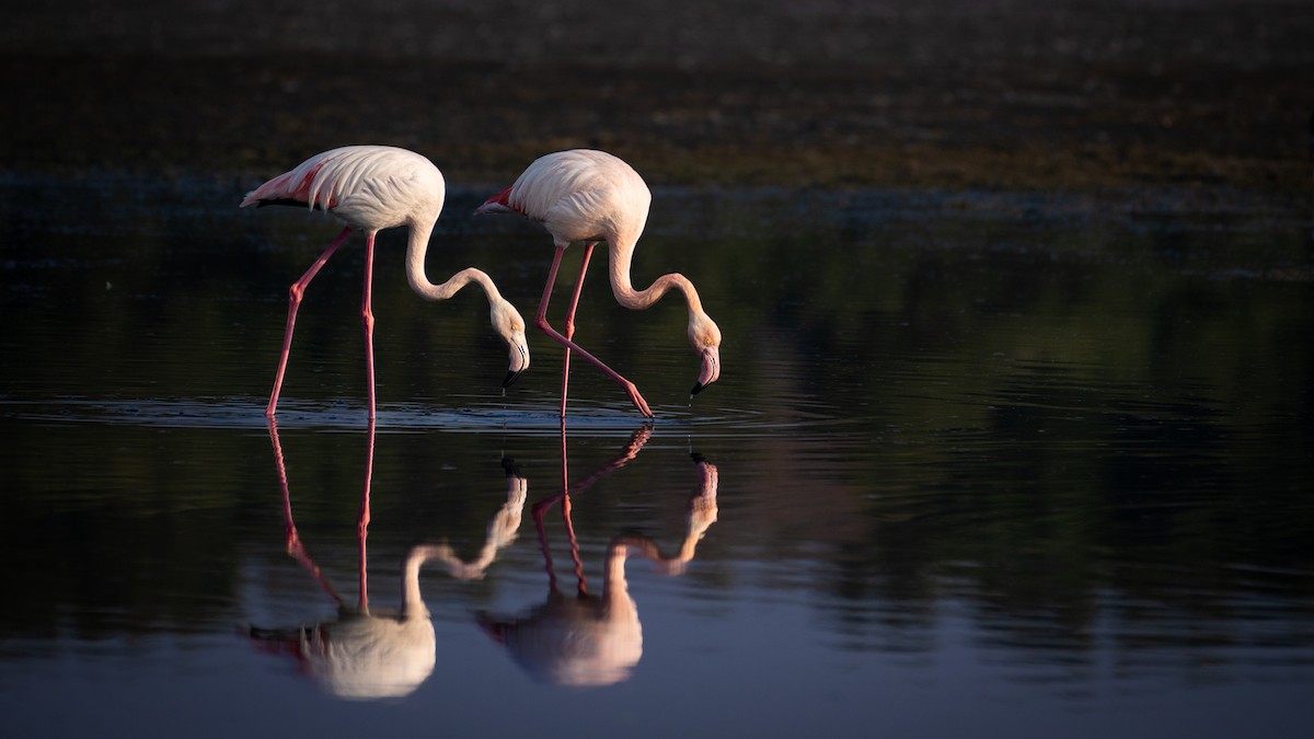 Flamingo - ML646782217