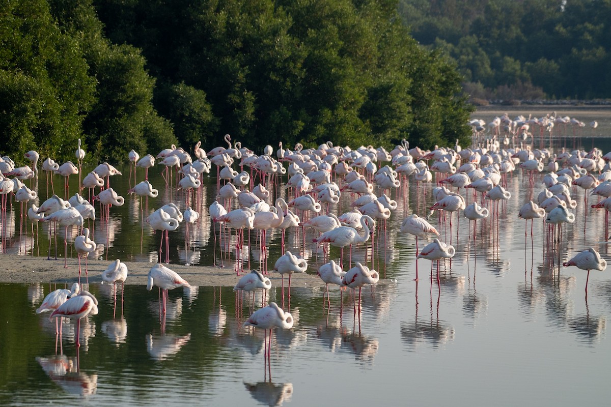 Flamingo - ML646782218