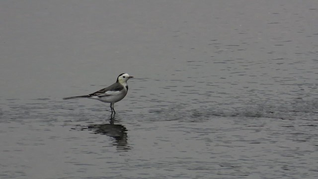 Buztanikara zuria (leucopsis) - ML646782219