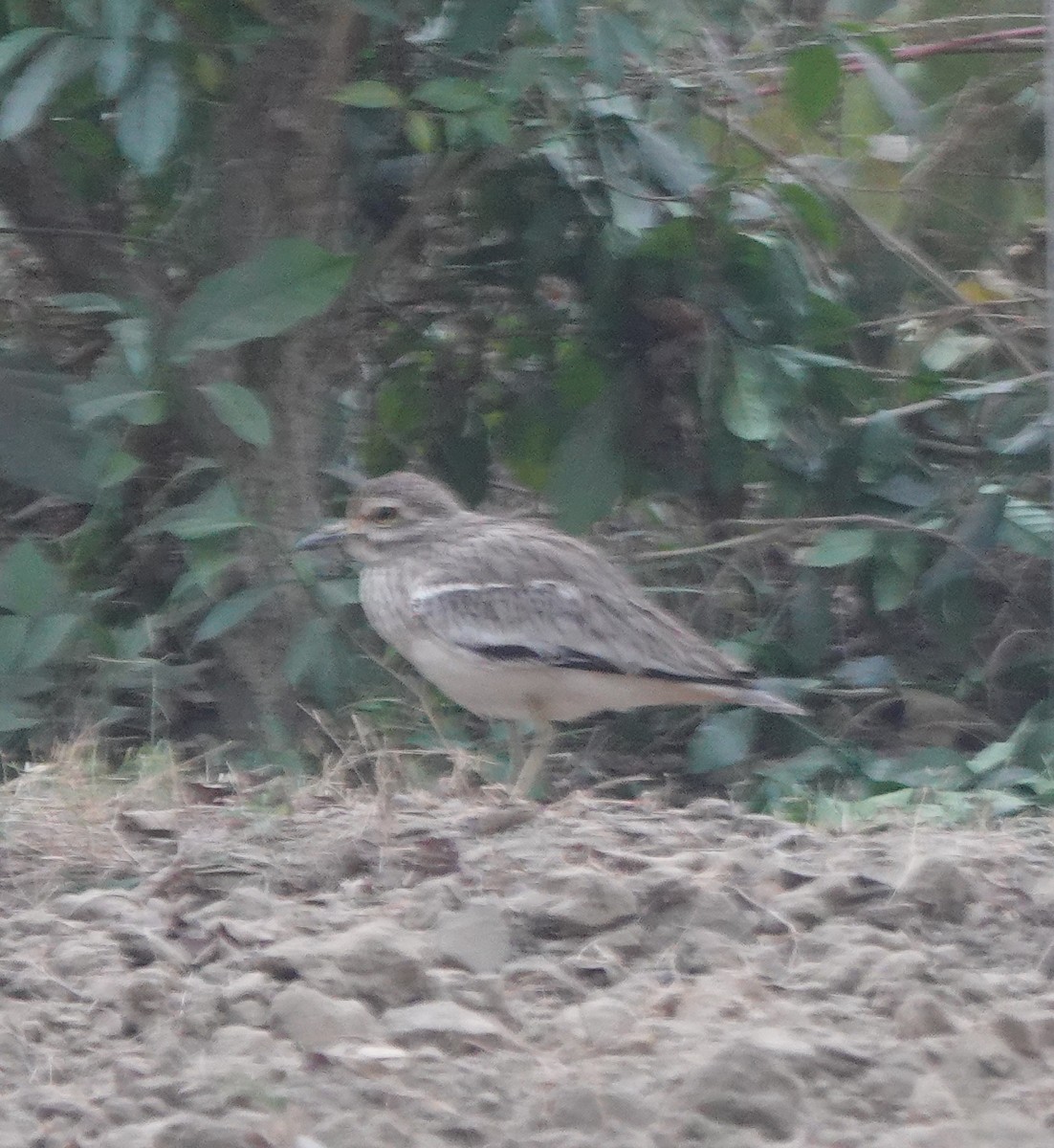 bengaltriel - ML646782223