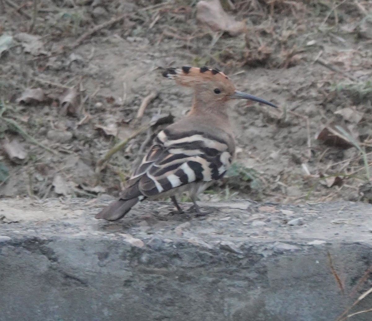 hærfugl - ML646782224