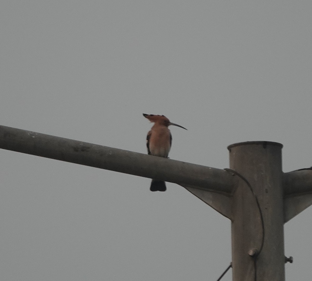 hærfugl - ML646782225