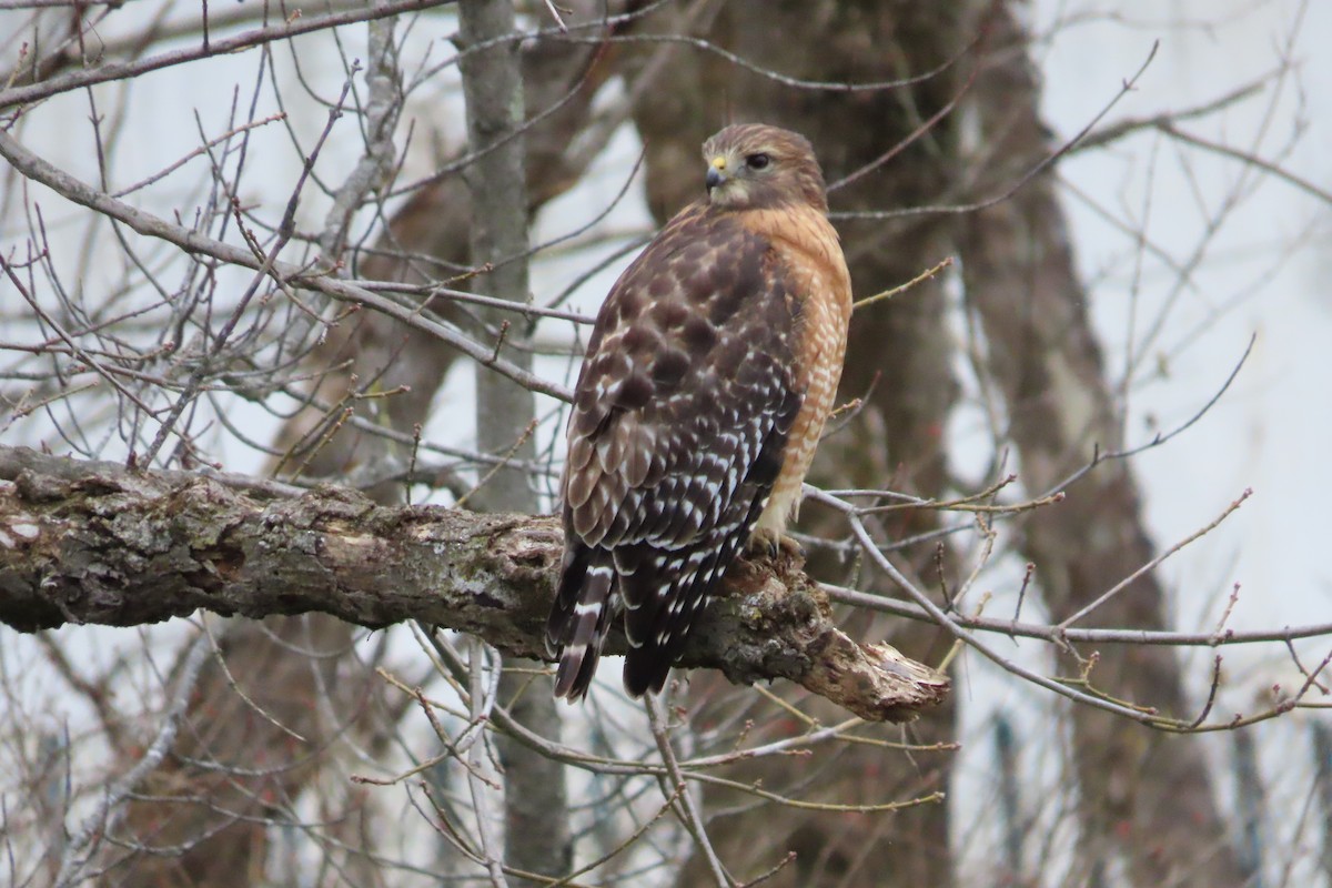 カタアカノスリ - ML646782226