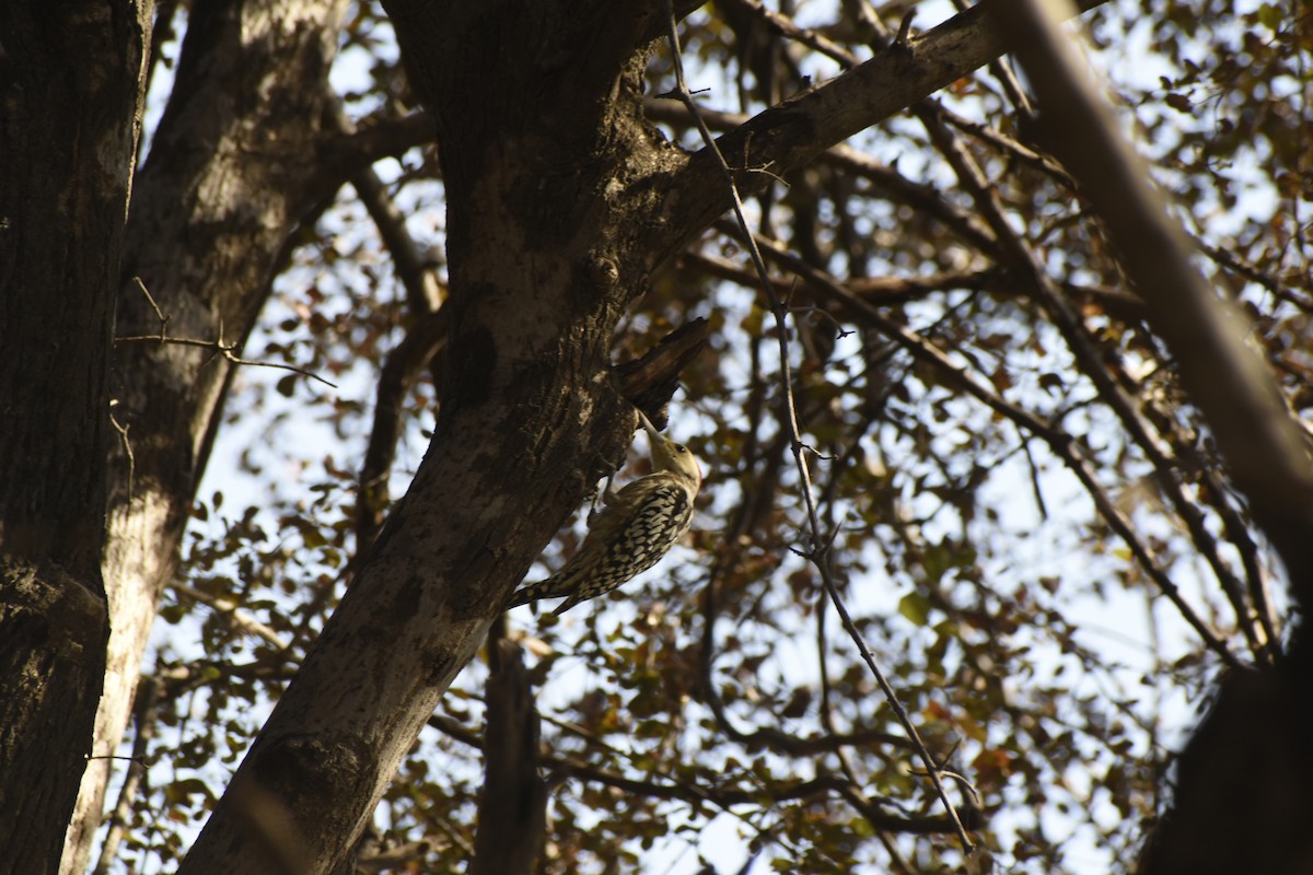 Pic mahratte - ML646782228