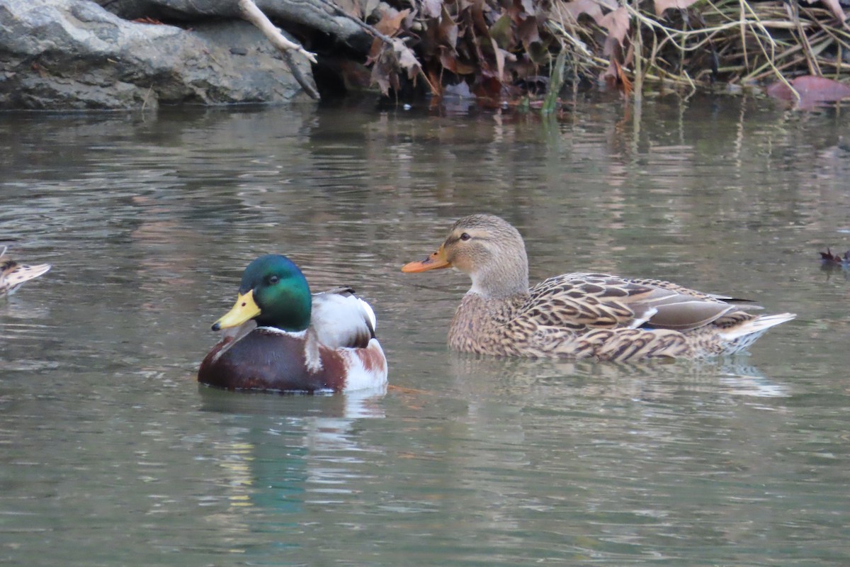 マガモ - ML646782229