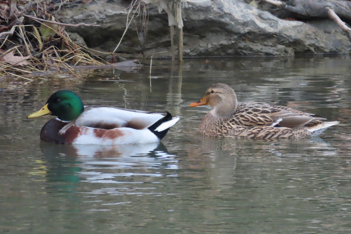 マガモ - ML646782230