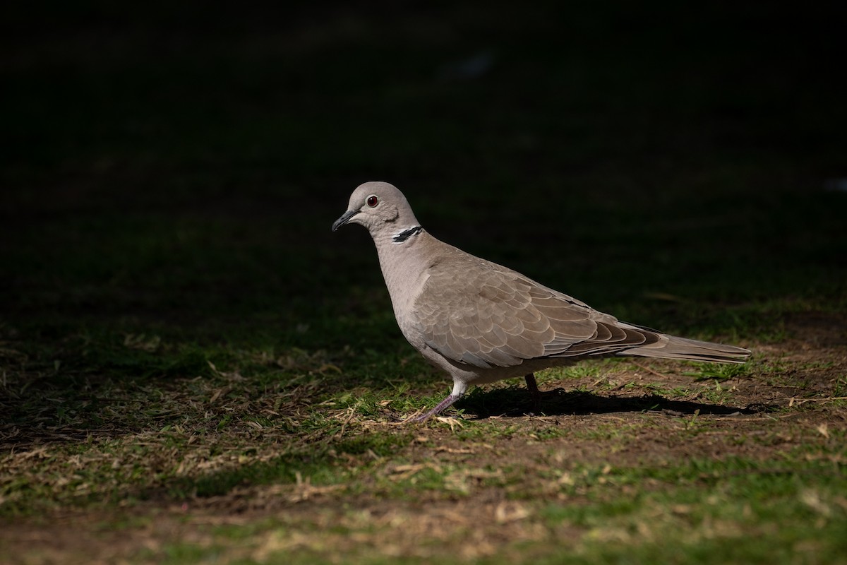 Кольчатая горлица - ML646782231