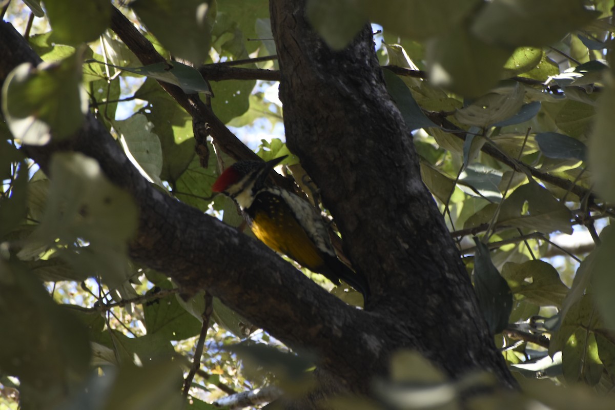 Pic du Bengale - ML646782232