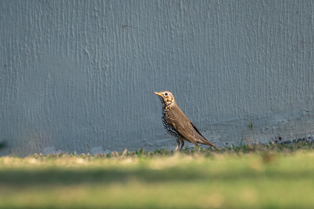 Певчий дрозд - ML646782233