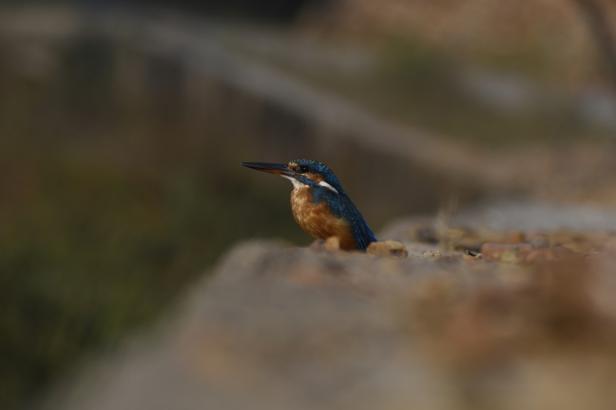 Martin-pêcheur d'Europe - ML646782234