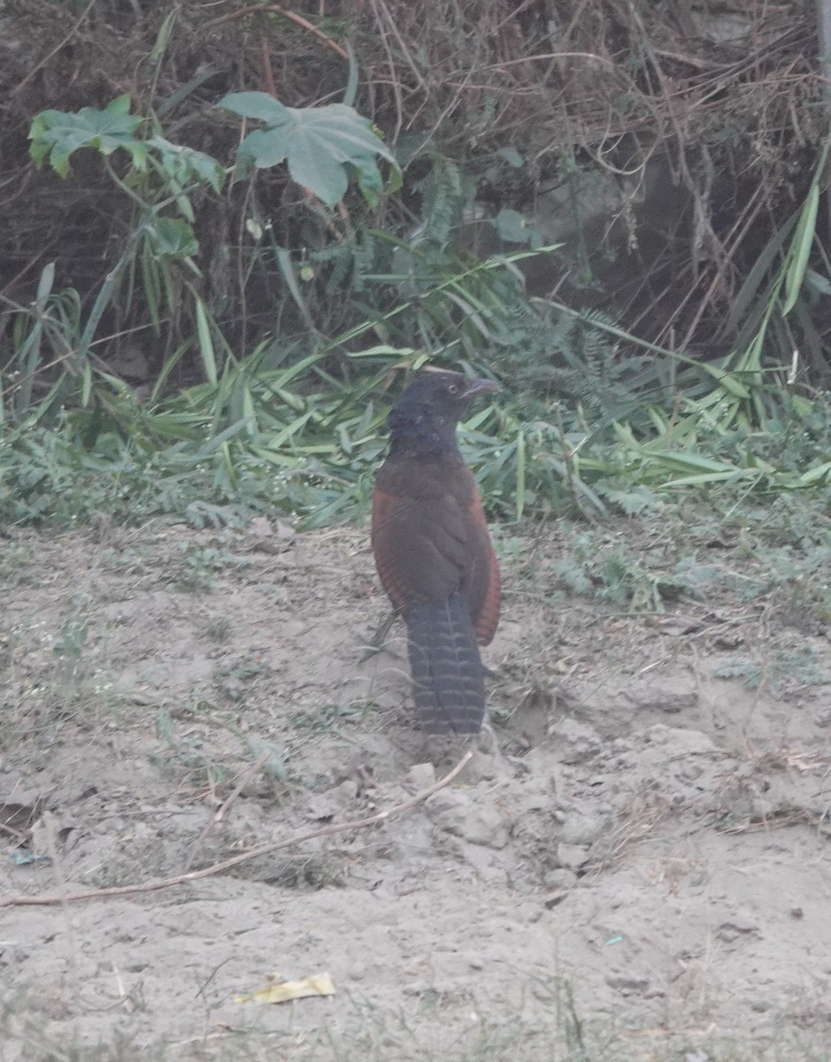 storsporegjøk - ML646782235