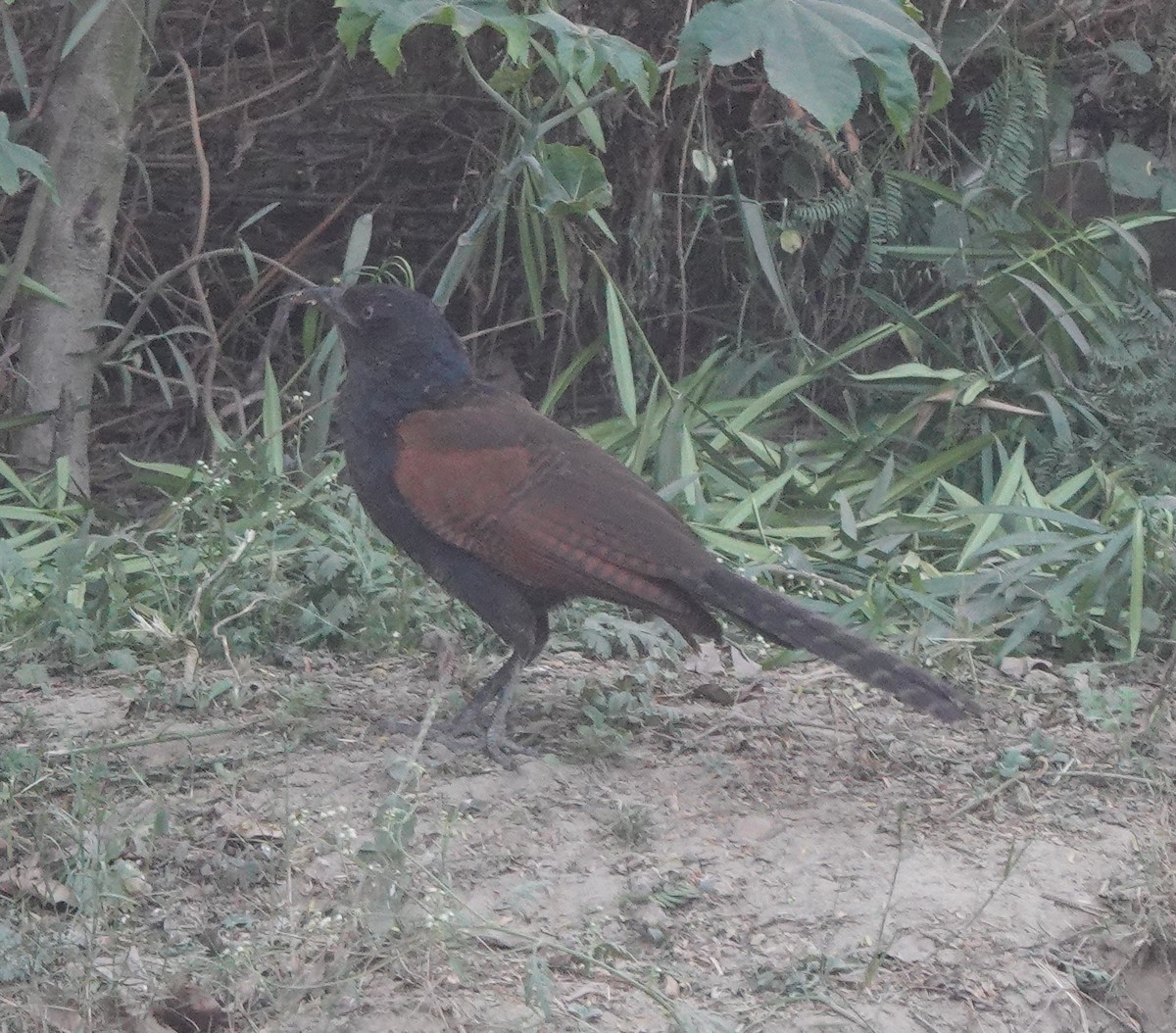 storsporegjøk - ML646782236