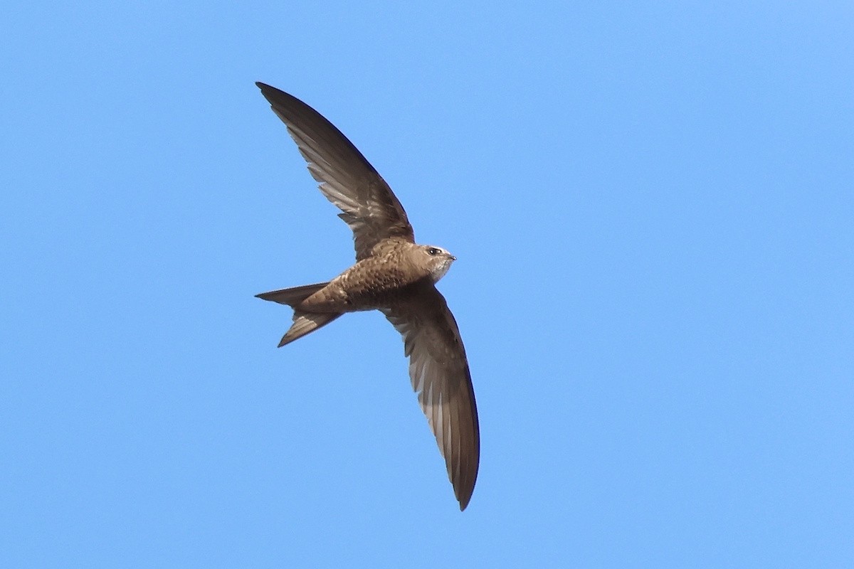 Rondone pallido - ML646782237