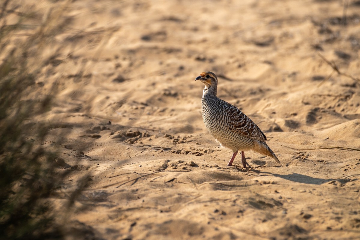 Серый турач - ML646782238