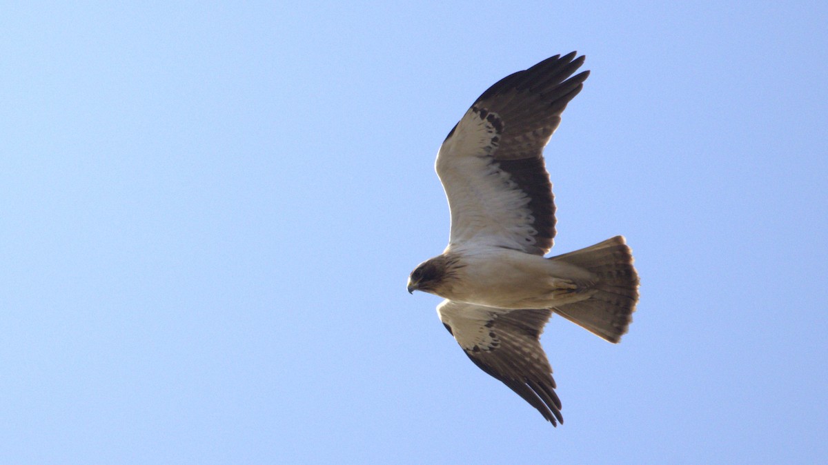 Booted Eagle - ML646782240